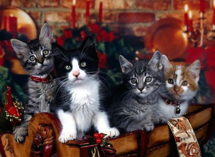 Funny Christmas Cats