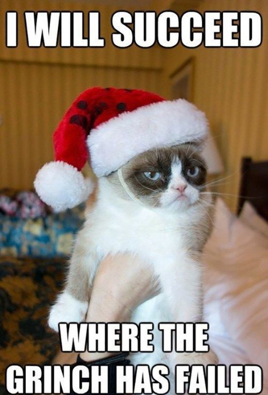 Funny Christmas Cats