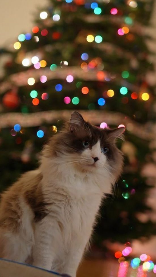 Funny Christmas Cats