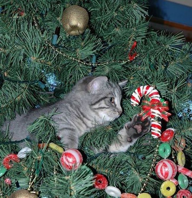 Funny Christmas Cats