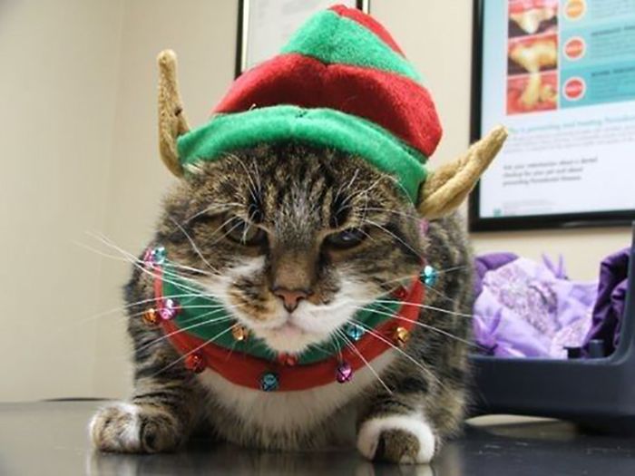 Funny Christmas Cats