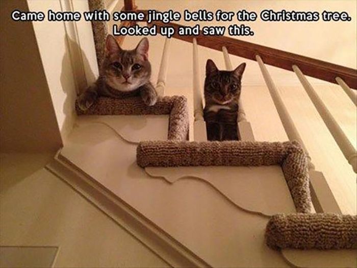 Funny Christmas Cats