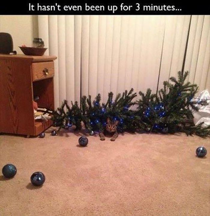 Funny Christmas Cats