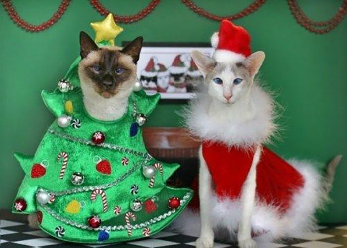 Funny Christmas Cats