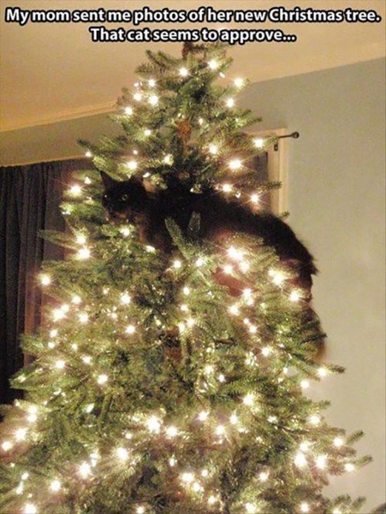 Funny Christmas Cats