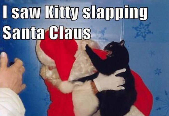 Funny Christmas Cats