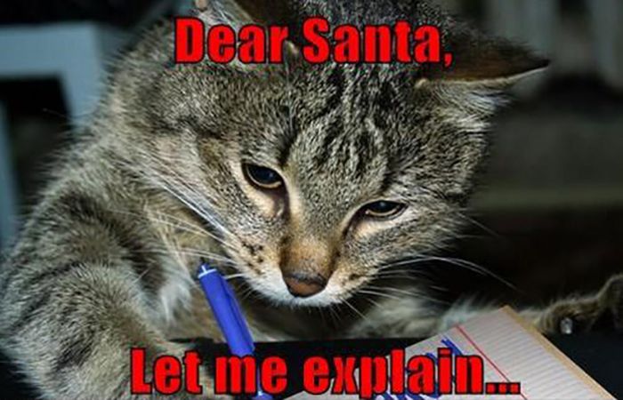 Funny Christmas Cats