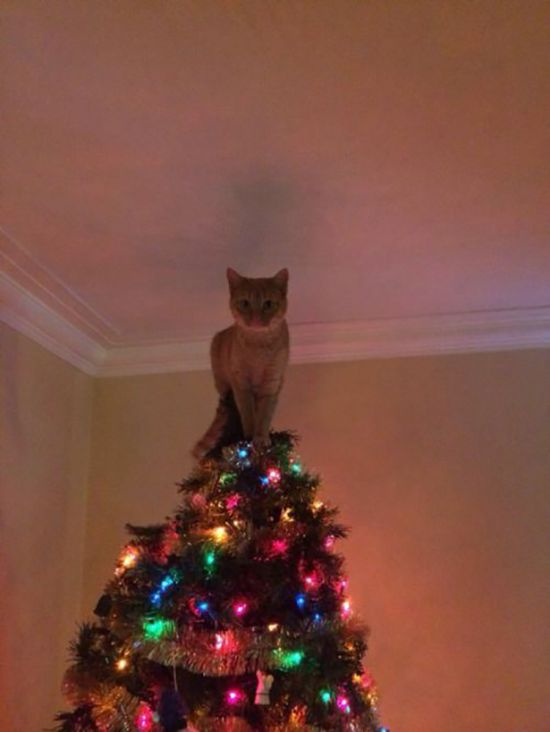 Funny Christmas Cats