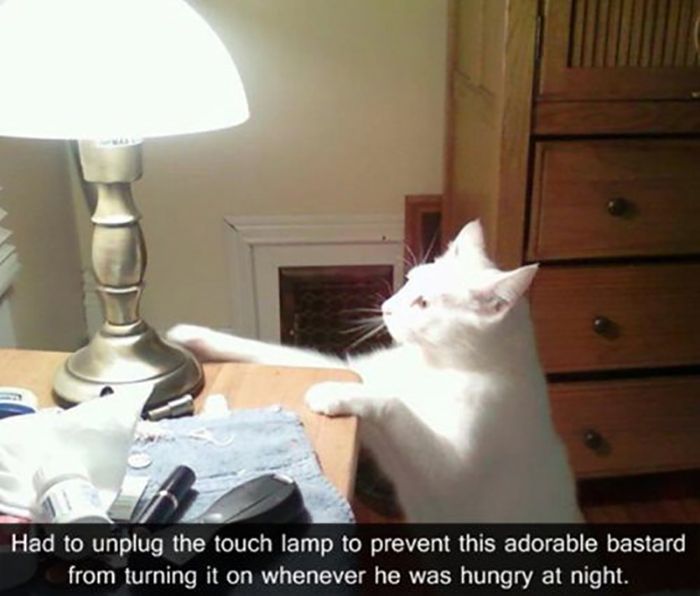 cat meme lamp - Had to unplug the touch lamp to prevent this adorable bastard from turning it on whenever he was hungry at night.