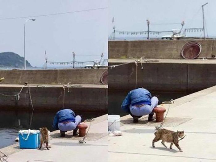 cats stealing fish