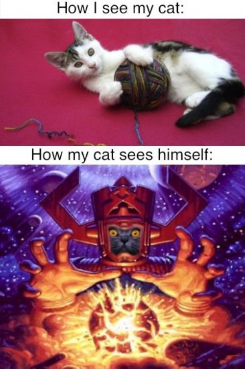 cat ego meme - How I see my cat How my cat sees himself