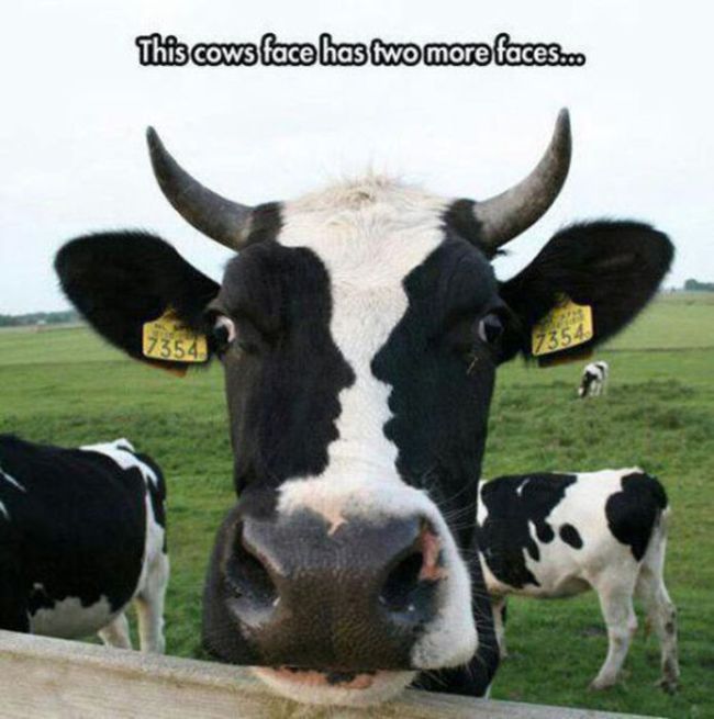cow with face of human - This cows face has two more faces.co 7354