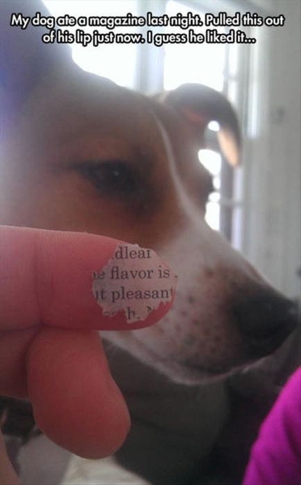 ear - My dog ate a magazine last night. Pulled this out of his lip just now. I guess he d it... dlear e flavor is ut pleasan