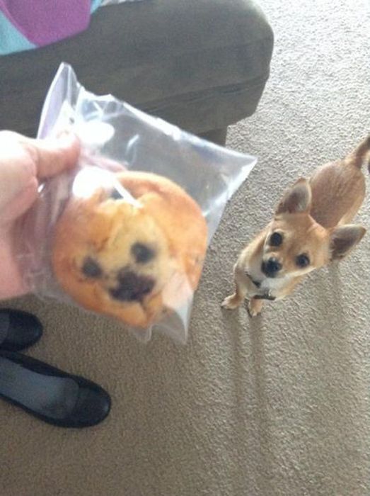 dog muffin