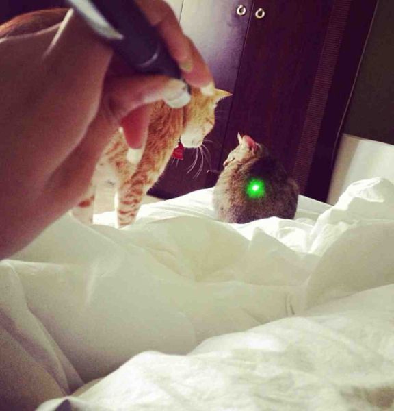 McFly's Daily Photo Flop