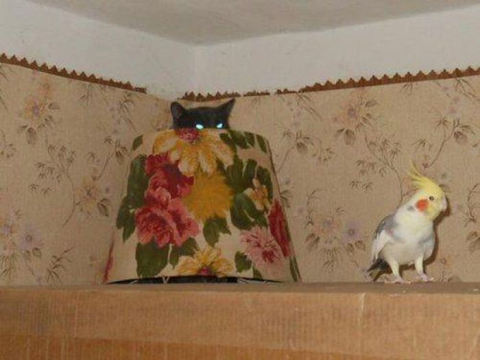 McFly's Daily Photo Flop