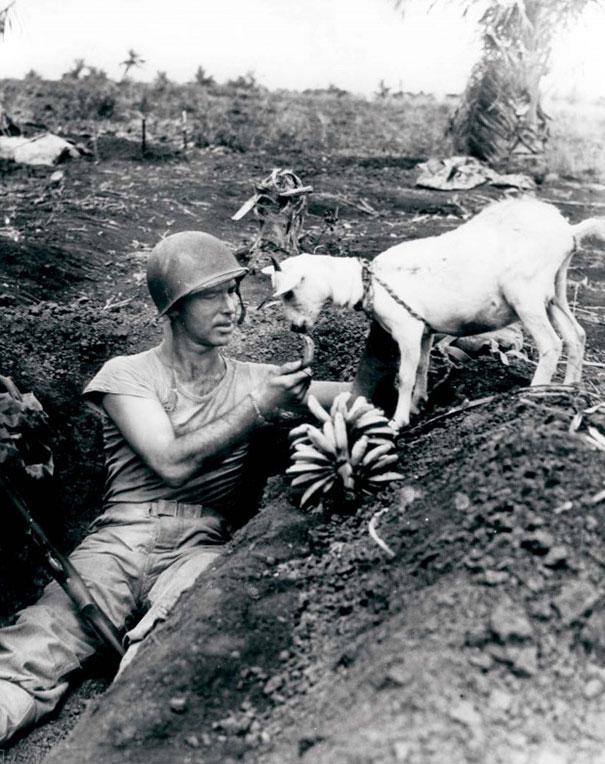 Soldier shares a banana with a goat during the battle of Saipan, ca. 1944