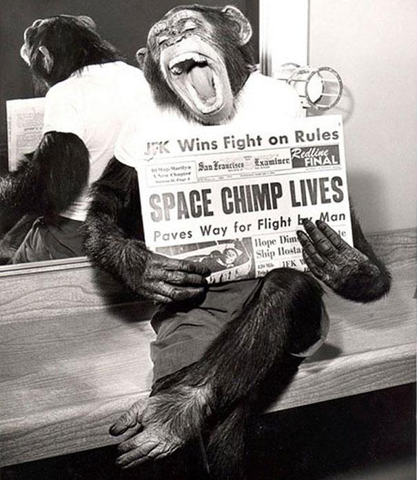 35. A space chimp posing to camera after a successful mission to space, 1961