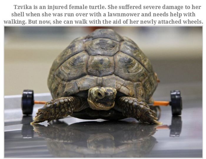 Injured Animals