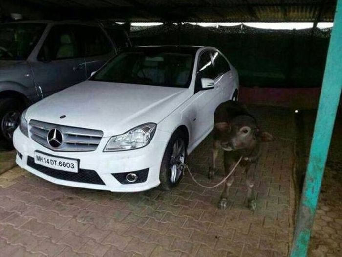 McFly's Daily Photo Flop