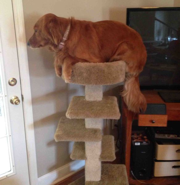 McFly's Daily Photo Flop