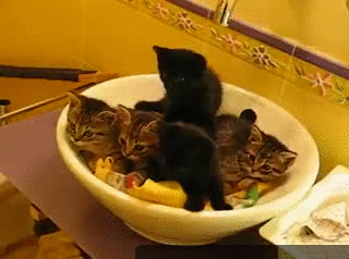 McFly's Daily Photo Flop