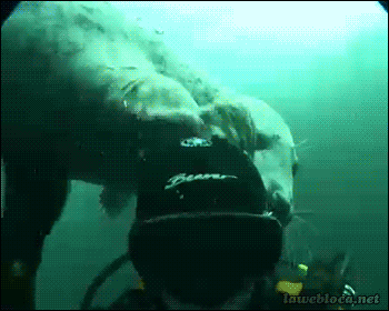 McFly's Daily Photo Flop