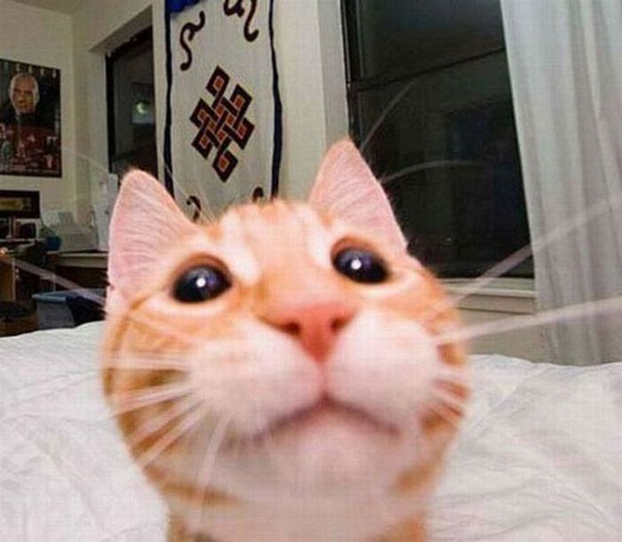 Cats Taking Selfies