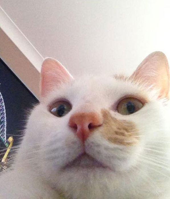 Cats Taking Selfies.