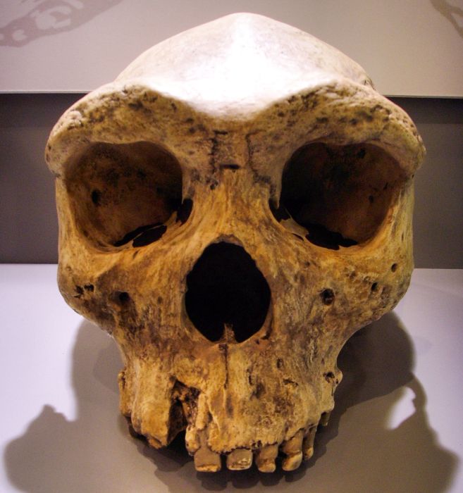 The Kabwe skull  125,000  300,000 year old fossilized skull of an extinct human species found in 1921, near the town of Kabwe in Zambia.