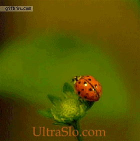 This is how a ladybug flies