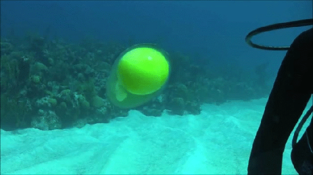 This is what a cracked egg looks like underwater