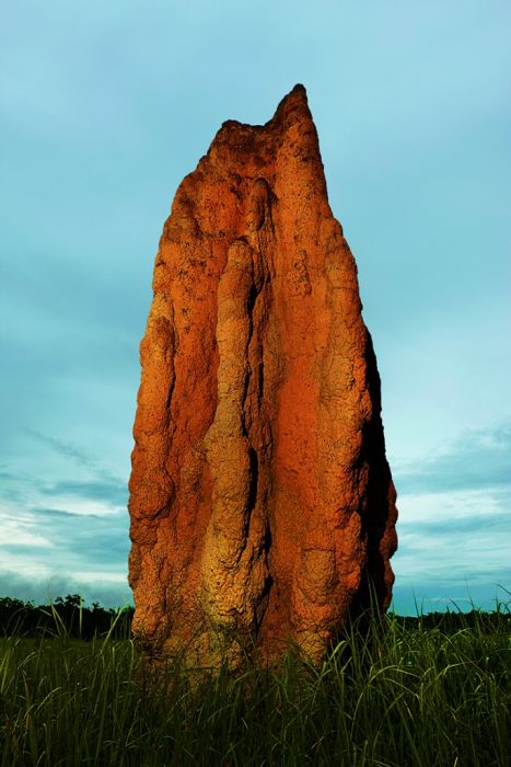 Spinifex termite  Northern Territory, AustraliaThese termites build towers over 20 feet tall, with each tower capable of housing 2-3 million termites