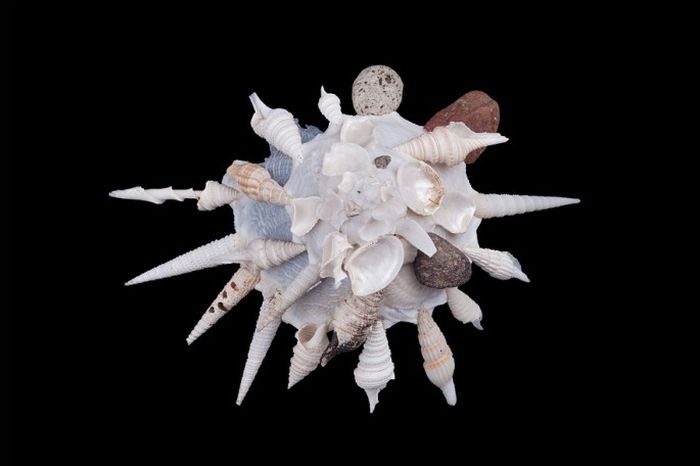 Carrier shell  Tropical and subtropical ocean floorThese remarkable snails use their shells as a base on which they cement pebbles, other shells, and debris to their own shell for additional protection from predators