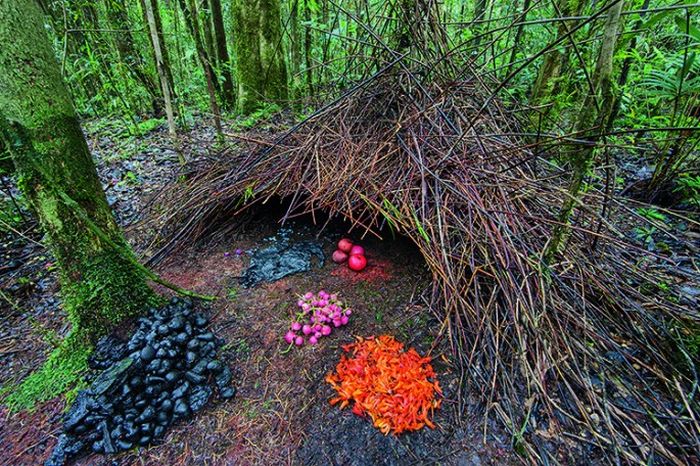 Vogelkop gardener bowerbird  Western New Guinea, IndonesiaBuilt by males, this birds home is called a bower, and anything colorful is used to decorate it in an attempt to attract mates