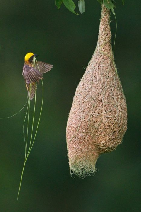 Baya Weaver  NamibiaThese birds construct homes with blades of fresh grass, enabling them to weave while the grass is still flexible before the sun hardens it and turns their small nest into a sturdy compound that can only be accessed through the basement.