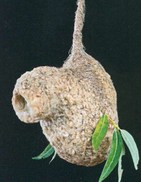 Beutelmeise  Europe and AsiaThe male bird builds these nests from cobwebs, seed wool, and plant fibers, hoping to attract a female who will lay 5-8 eggs inside