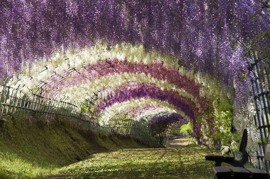 The 20 Most Magical Tree Tunnels You Will Ever See