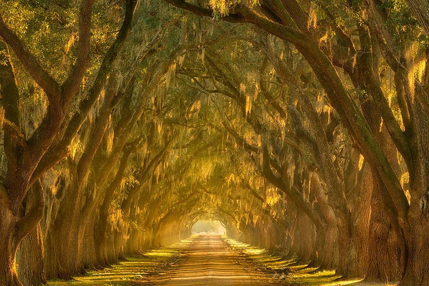 Oak Alley along the Mississippi River outside New Orleans, Louisiana