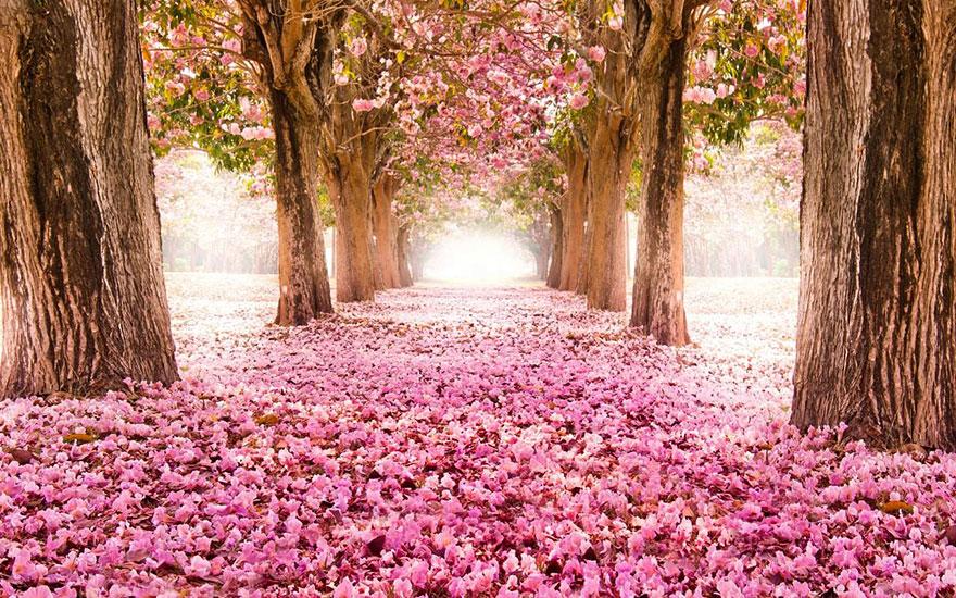 Blossom Path, Location Unknown