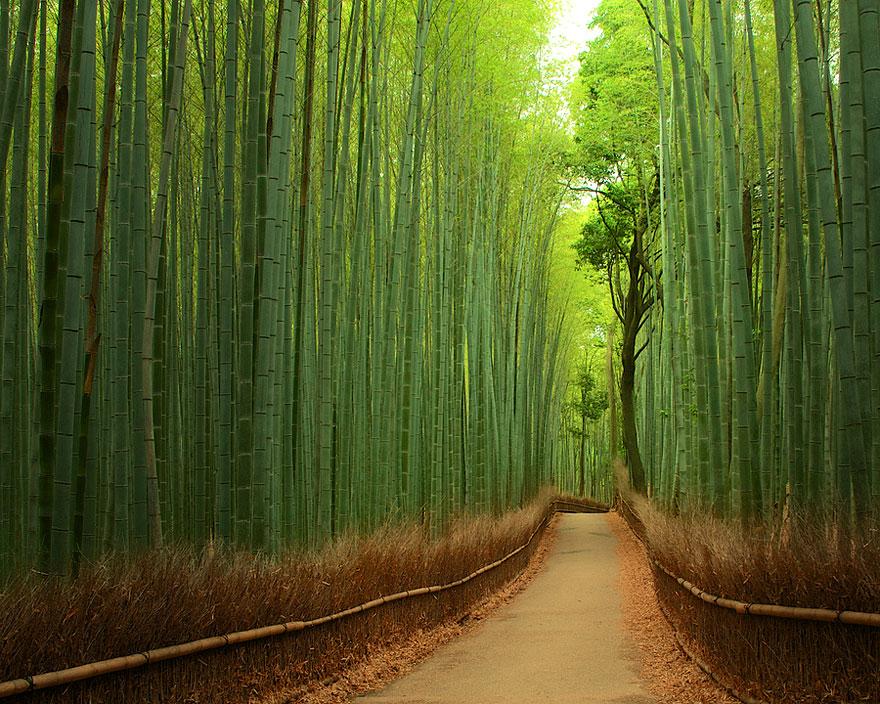 Bamboo Path in Kyoto, Japan