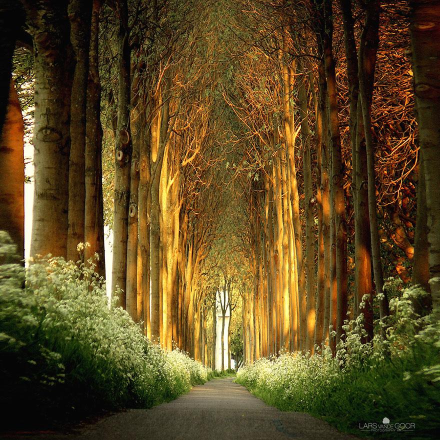 Tree Tunnel in Netherlands