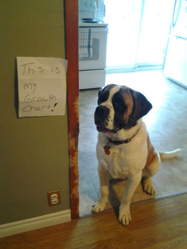 30 Dogs That Got The Public Shaming They Deserved