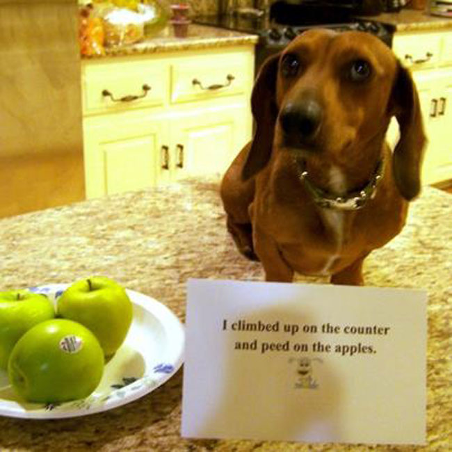 30 Dogs That Got The Public Shaming They Deserved