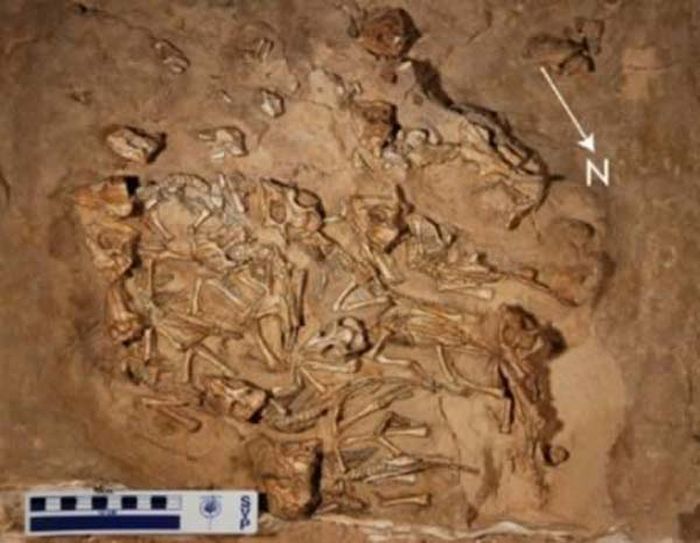 A nest of 15 baby dinosaurs: A nest filled with 15 juvenile Protoceratops andrewsi dinosaurs were found in Mongolia. They were most likely from a single clutch from a single mother, all meeting their tragic end at the same time.