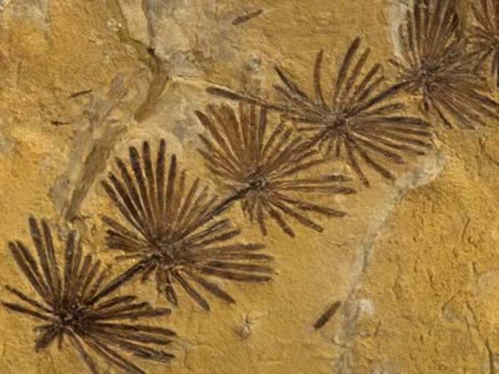 Perfect horsetail fossil, this plant was preserved perfectly for more than 300 million years. It holds secrets from the Carboniferous period. Its strange that it was able to stay in this condition for so long.