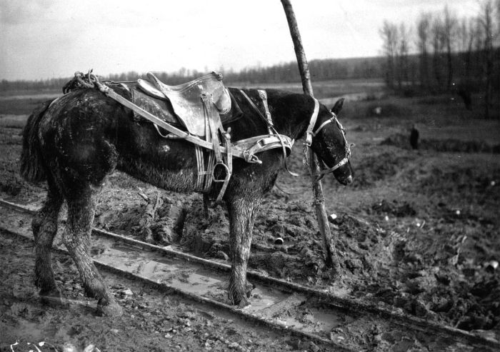 The Animals That Helped Fight World War I