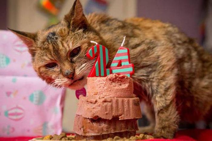 Get Ready To Meet The Worlds Oldest House Cat