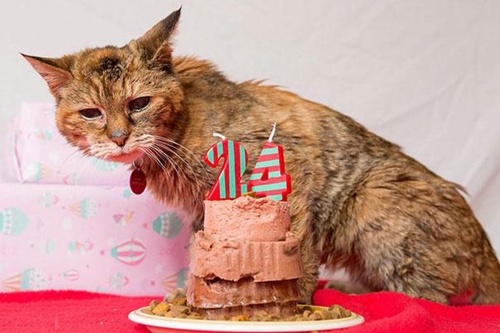 Get Ready To Meet The Worlds Oldest House Cat