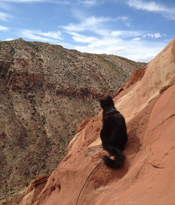 This Cat Climbs Mountains Like A Boss